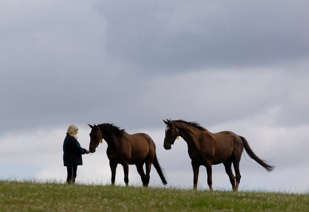Two ex racehorses in field with HEROS charity CEO